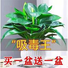 金钻盆栽植物铂金钻绿萝箩水培大叶绿植多肉办公室内懒人好养花卉