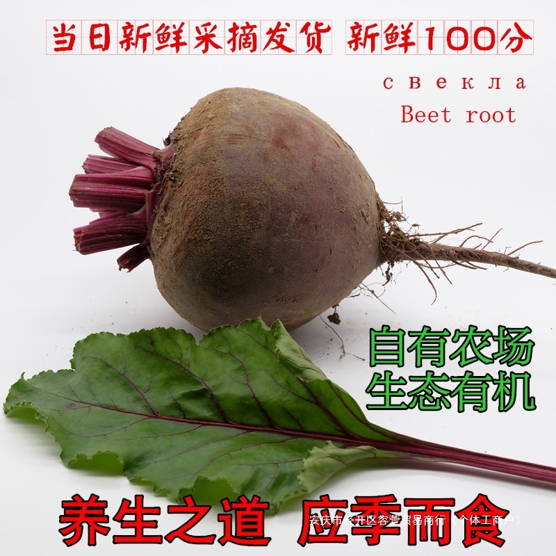 新鮮な掘りたてのビートルート 2.5kg ビートルート クロレット レッドビート 農産物 野菜 クロレット 送料無料 まとめ買い|undefined