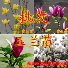 红玉兰树苗白玉兰花苗紫玉兰苗二乔玉兰嫁接玉兰广玉兰苗绿化批发