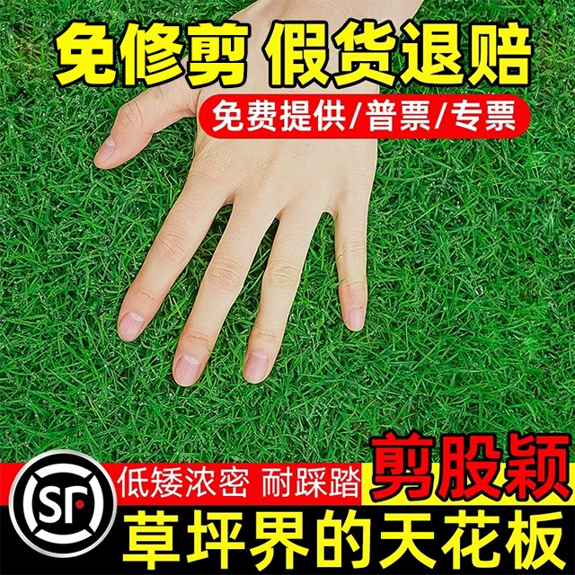 Семена тонколистной травы, семена низкорослого газонного дерева без обрезки, семена вечнозеленого ползучего газонного покрытия для гольф-полей на все времена года