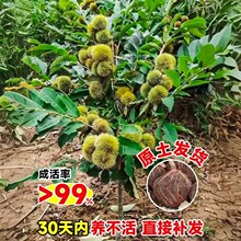 �޽Ӱ����������Ϸ������Nֲ��t���ش�����������箔��Y��