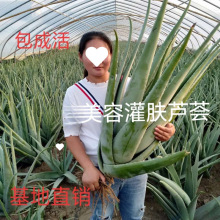 ����Ժ�������J�C���Դ��;Gֲ���ݹ��w�aˮʳ���҃��⻨�ܰ��]