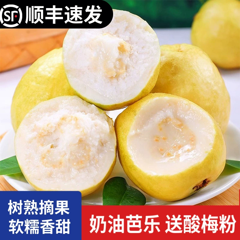 Свежая оптовая продажа гуавы с молочно-белой мякотью, мягкой и сладкой, прямая поставка из Фуцзяня.