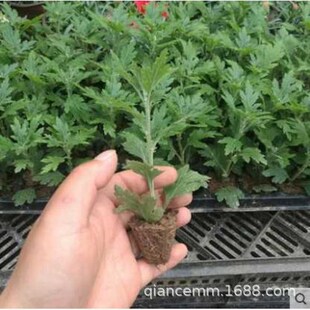 Chrysanthemum Seedlings, Chrysanthemum Seedlings Potted Plants, Balcony Courtyard Indoor and Outdoor Planting, Blooming in the Same Year