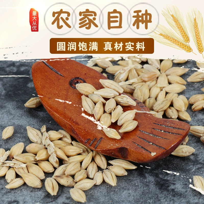 Большой запас корма для ячменя с оболочкой