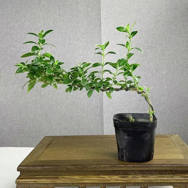 金縁の六月雪崖の形は盆栽植物を育てやすい、オフィスの緑の植物、小さな鉢植え、中国風のリビングルームの装飾品です。|undefined