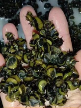 印尼进口蜜蜂角螺观赏螺活体除藻螺宠物螺买4送2只包邮