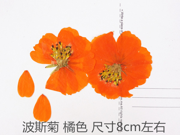 硫华菊 波斯菊 diy滴胶干花手机壳 押花 压花 植物标本