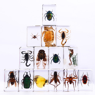 Ivy Explosions Handmade Dropping Glue Resin Insect Book Town Transparent Amber Insect Specimen Hot Selling in Tourist Attractions