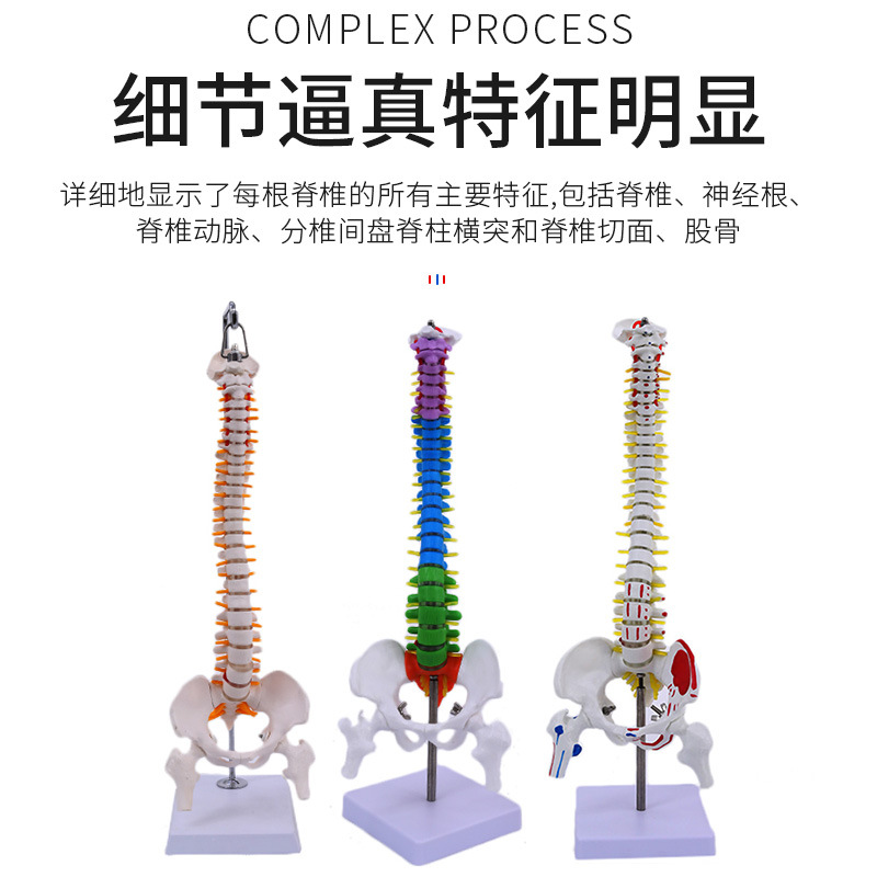 45CM���弹�������輰�ɹ�ģ�� ���񾭹Ǽܼ�����׵ģ�� ҽѧ��ѧ