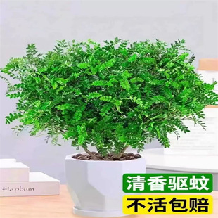 �������ľ���Ի����҃�����ò�ֲ������Ϙ��辰������Gֲ