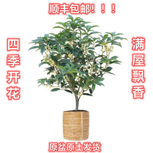 Osmanthus Potted Seedlings, Strong-Flavored Four-Season Osmanthus Flowers Bloom Continuously, Easy to Grow Florals Indoors and Balconies, Green Gankun
