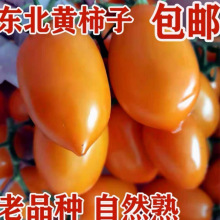 正宗东北黄罗曼柿子新鲜黄柿子农家特产黑土地种植现摘现发