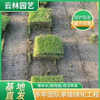 绿化草坪草皮 句容草皮基地供应工程耐寒耐踏园林小区沟叶结缕草