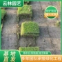句容绿化工程小区沟叶结缕草