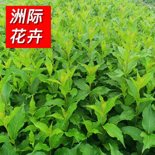 �ļ���ľ�t�����\�� �ͺ��ͺ��\������ ���̾G��ͥԺ�\��Ǥ����