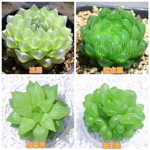 Jade Dew Succulent Plant Twelve Volumes Indoor Potted Plant Chicken Jade Dew Combination Ice Lamp Ji Jade Dew Crystal Hongzhi