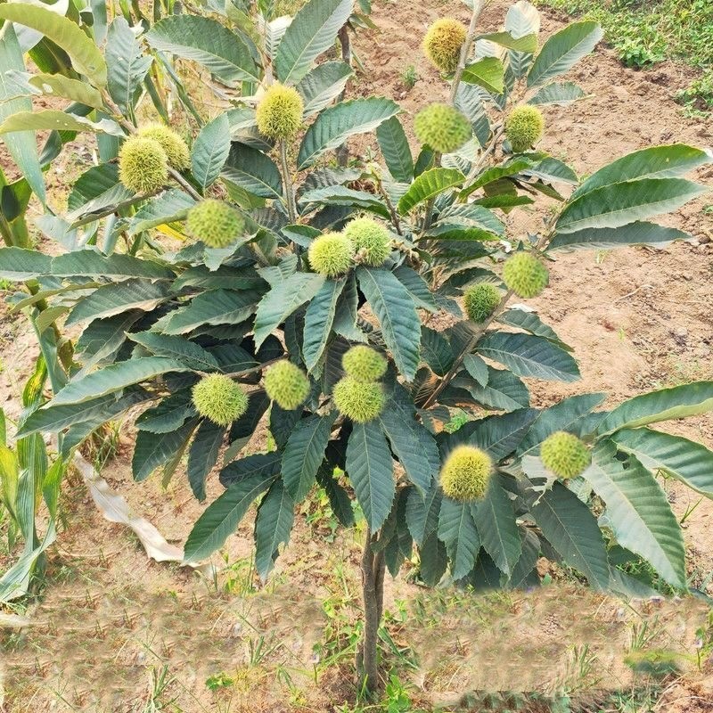 嫁接板栗苗果树苗大红袍油栗子苗当年结果南方北方种植板栗子苗树