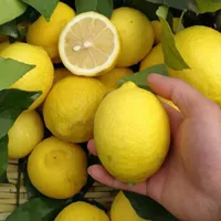 Парфюмерные семена лимона, зеленые семена лимона, горшечные балконные комнатные недавно уроженцы фруктовых деревьев, северные и южные фруктовые деревья.