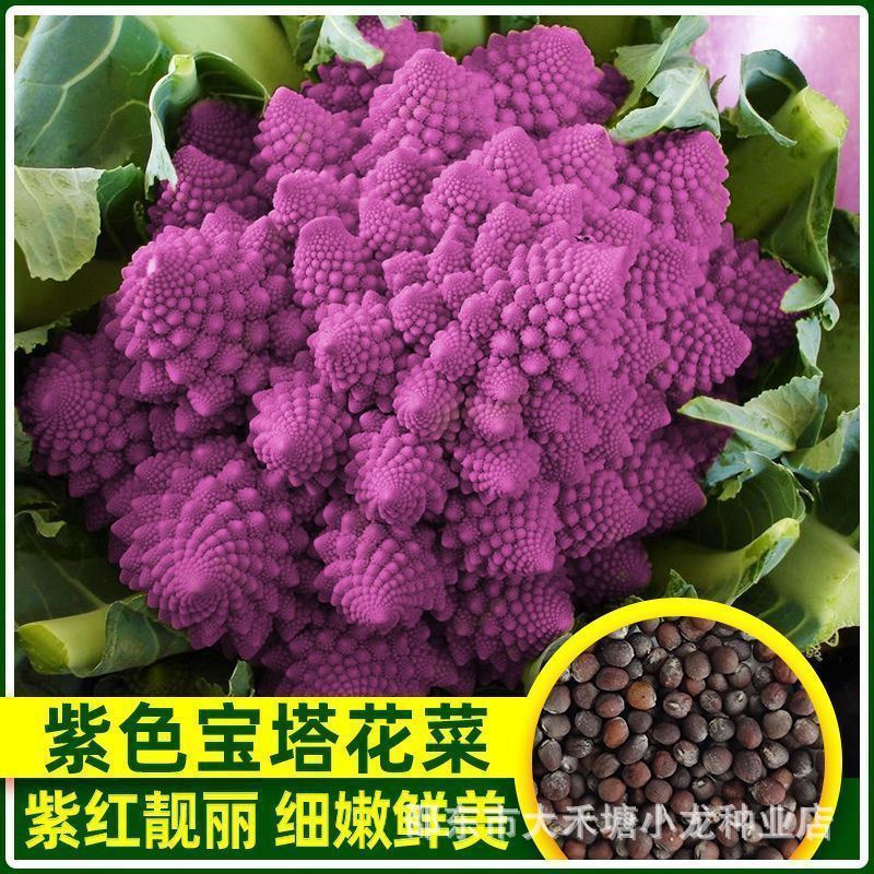紫宝塔花菜种子罗马花椰菜新鲜有机紫花种子国产宝塔菜花种紫色