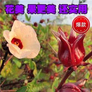 Edible Roselle Seeds for Tea Fruit Roselle Seeds Sowing Balcony Courtyard Potted Flower Seeds All Seasons