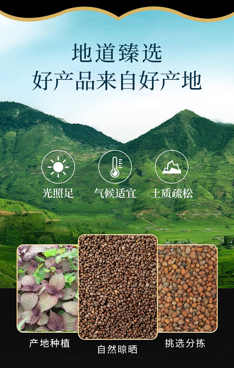 Zi Su Zi (Perilla frutescens) — Roasted Perilla Seed, Food-Herb for Cooking & Wellness overview