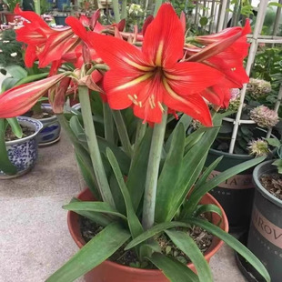 Amaryllis Imported Extra-Large Bulbs Potted Plants Bloom in All Seasons Indoor and Outdoor Balcony Florals and Green Plants High-Quality Double Petals