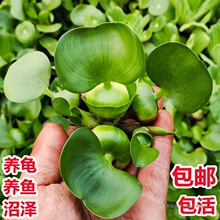 ˮ���Jˮ�ݸ�Ƽ�~�מ����r�����~��������ˮ��ֲ��N��ɏ��ˮܽ��