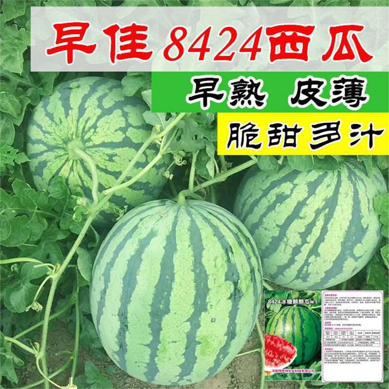 西瓜种子早熟8424新品种冰糖麒麟水果种子南方四季薄皮特大高产