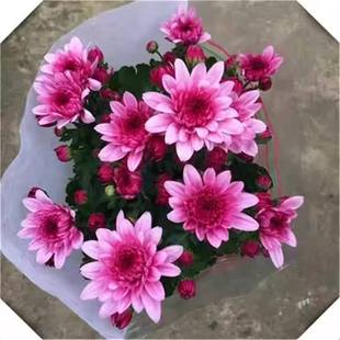 �ļ����m���M�ھջ����ͺ��׻�����ԾGֲ���B�҃����̨�Gֲ��