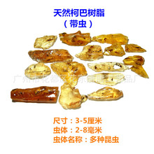 化石标本含虫柯巴树脂 柯巴脂 仿琥珀含昆虫蚂蚁蚊子标本趣味玩具
