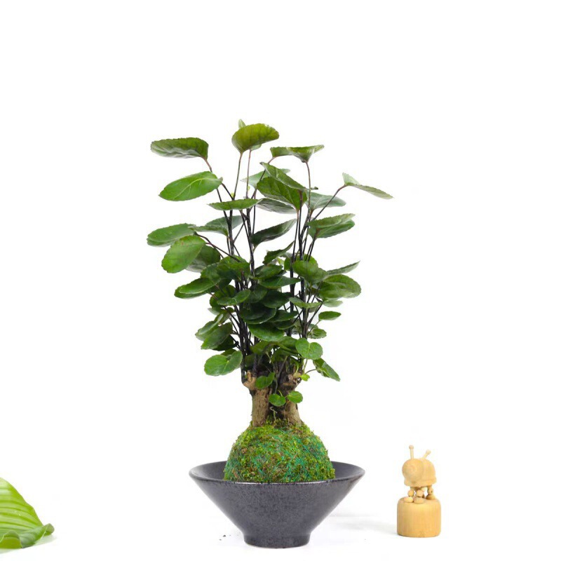 Qian Duoduo Moss Ball | Money Pocket Chinese Green Plant Purifies Air Indoor Office Purifies Air to Make Money