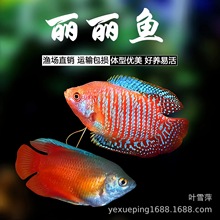 ��������~�Ꭷ�^�p�~�ݸ��~��ˮ�����~������B�ͻ�С��Ѫ�����~