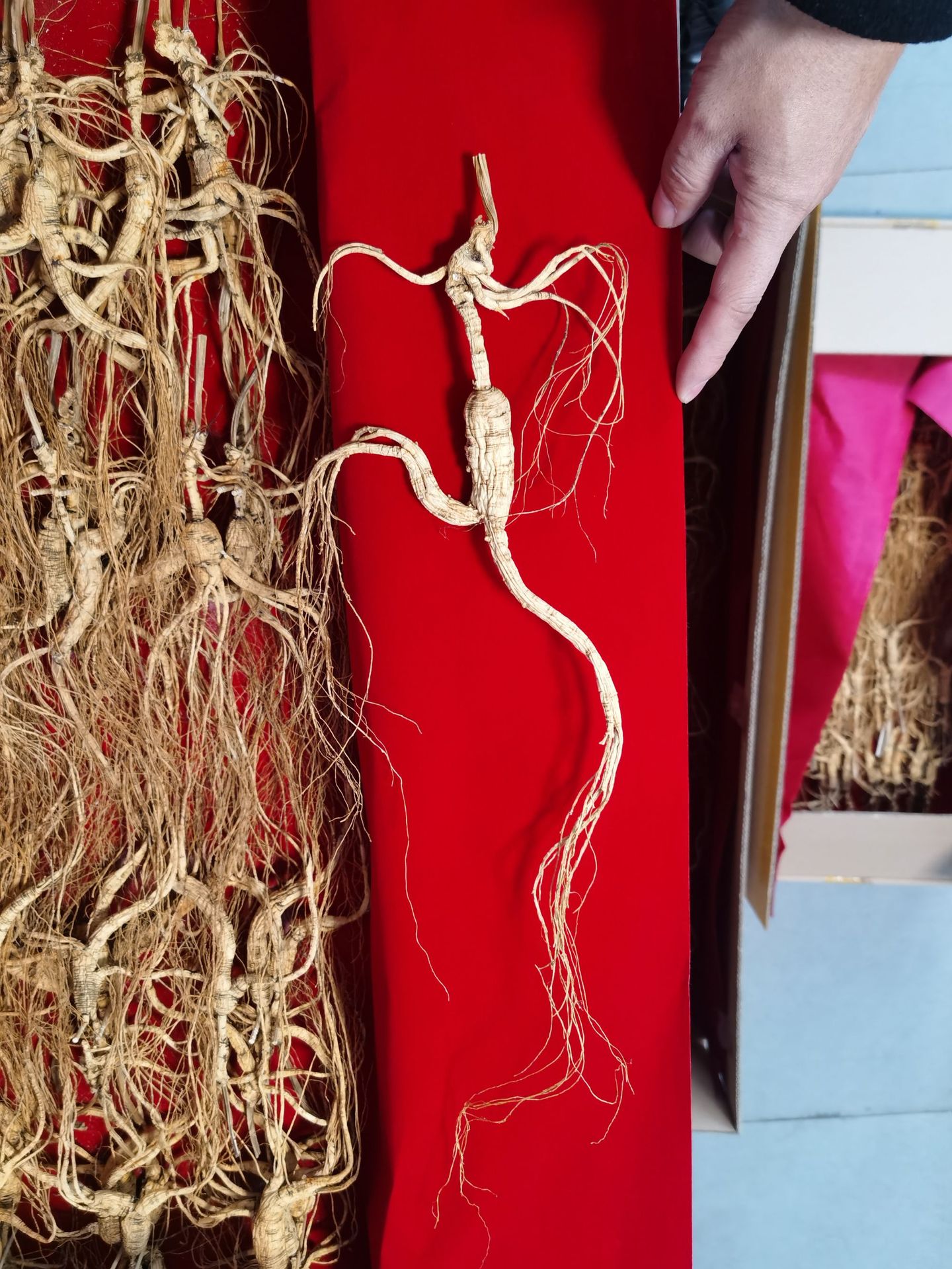 Changbai Mountain Wild-Forest Ginseng Root Slightly Imperfect Dried for Soup and Wine key features