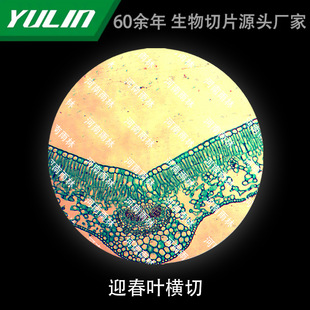 Yingchun Leaf Cross-cut Microbial Specimen Microscope Biological Slice High School Teaching Experimental Instrument Scientific Research Slide