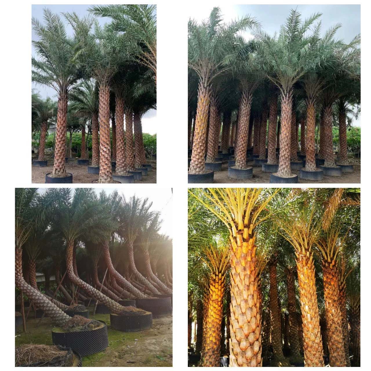 Уличное дерево Серебряные водоросли Тропическое растение Большой Ближний Восток Дата Изогнутый стержень Дата Косая плавающая пальма