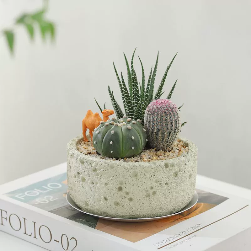 Пустынный бенто DIY Кактус в горшке Крытый зеленый цветок Офисный настольный декомпрессионный подарок