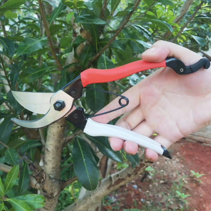 凯姿P168果树剪花木剪  园艺修枝剪  枝条修剪树枝剪刀园林工具