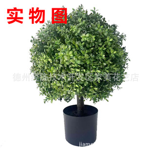 �羳���N�����S���~�����͘������҃Ⱦ��^��[������ֲ���������l