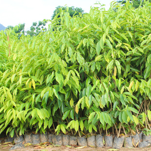 �������l�@�־G��������ľ�^�p�ͳ�������҃ȾG��ֲ�����С����