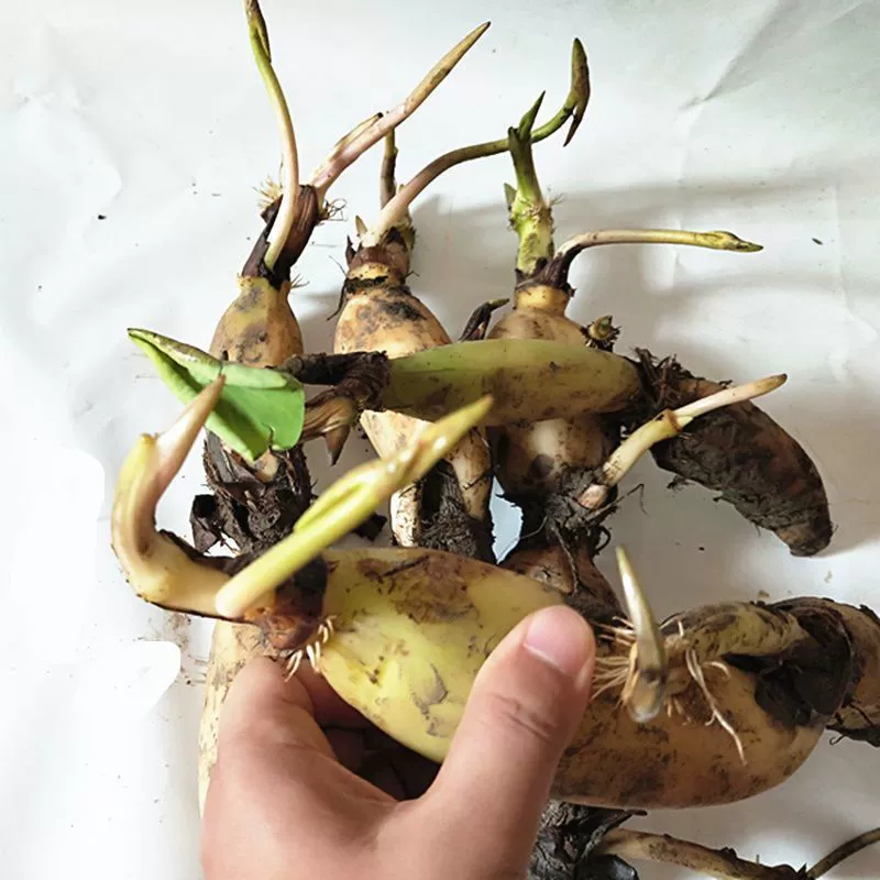 Рассада лотоса оптом рассада лотоса в горшках лотоса для посадки лотоса и различных водных растений