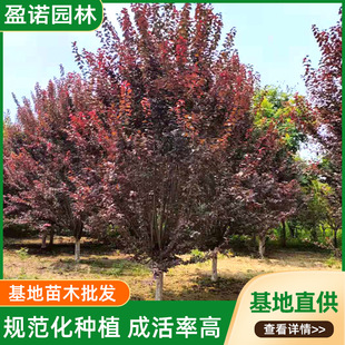 �G���^�����~�����ԬF�ڼt�~���������е�����t���~����ľ