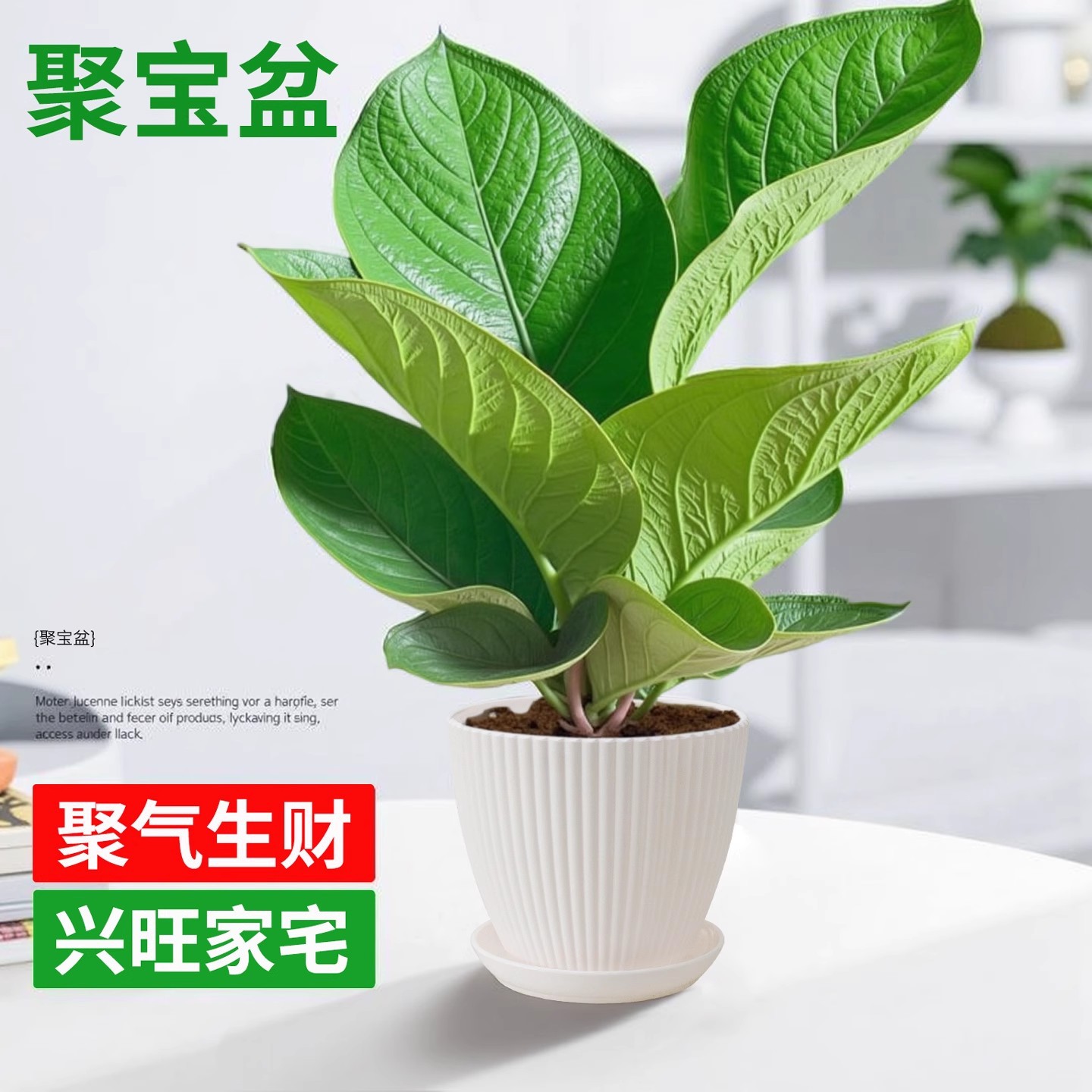 【大盆】聚宝盆+简约白盆
