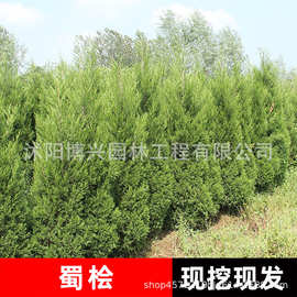 蜀桧树苗北京桧塔桧塔松塔柏道路小区绿化苗木四季常青墓地松蜀桧
