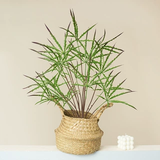 秋色氛围感家庭绿植孔雀木把束家居商城装饰植物墙配材样板间摆设
