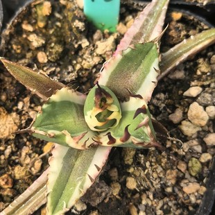 Ji Ren Zhong Spotted Wheel-Leaf Green Plant Potted Landscape Succulent Plant Greenhouse Wholesale Agave Cactus Succulent
