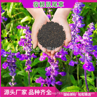 Annual Perennial Blue Sage Flower Seeds Flower Sea Flower Bed Greening Landscape Engineering Base Flower Seeds Wholesale