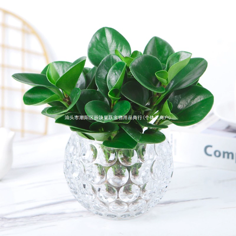 Гидропонное растение, горшечное растение потос, вечнозеленое комнатное настольное зеленое растение, яшма, простое в обслуживании, очищает воздух, поглощает и прыгает, домашнее животное