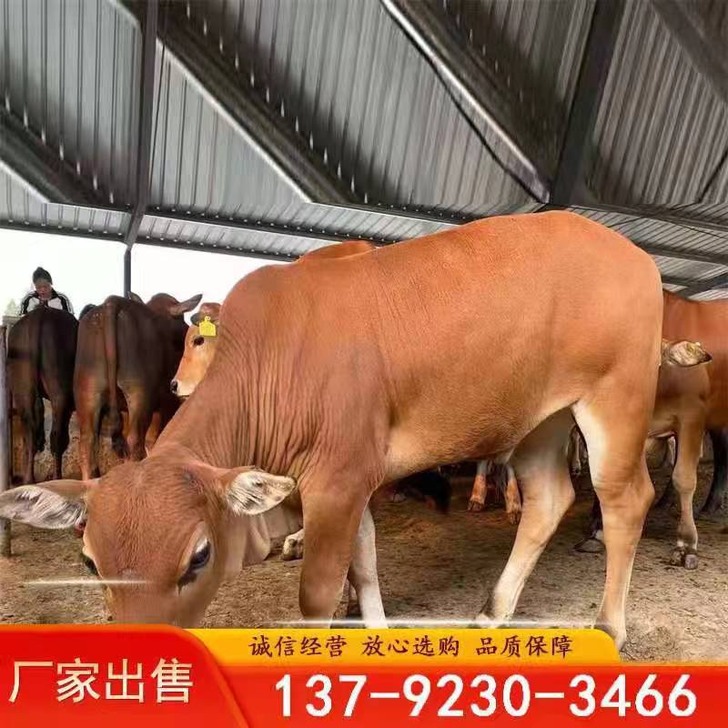 广东黄牛品种的价格 南阳小黄牛 改良肉牛多少钱一头