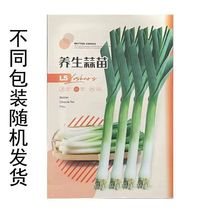 【新品种蒜苗】四季宽叶蒜苗种子阳台盆栽农田种耐热耐寒蔬菜种子